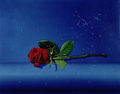 Αχιλλέας Δρούγκας, Κόκκινο τριαντάφυλλο, λάδι, 35 x 45 εκ.