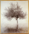 Christos Bokoros, Olive tree, 1992, pencil on paper, 180 x 150 cm