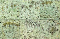 Rena Papaspyrou, Associative Images, Installation I, 1989-1994, mosaic floor tiles, intervention with cloth, pastel, ink, each element 30 x 30 cm,