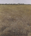Chryssa Verghi, Field, 1993, mixed media, 154 x 133 cm