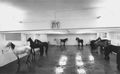 Γιάννης Κουνέλλης, Χωρίς τίτλο, 1969, δώδεκα ζωντανά άλογα, Galleria l΄Attico, Ρώμη