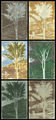 Markos Kampanis, Variations on a tree by Mantegna, 2011, monotypes