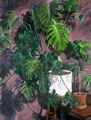 Markos Kampanis, Broadleaved plant in white pot, 1988, acrylic on wood, 140 x 111 cm