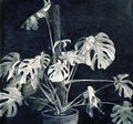 Markos Kampanis, Broadleaf plant, 1987, charcoal and pastel on paper, 100 x 100 cm