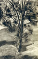 Markos Kampanis, Tree, 1988, charcoal and pastel on paper
