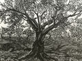 Takis Katsoulidis, Olive tree, 1958, woodcut