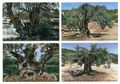 Γιώργος Ζιάκας, Αιωνόβιες ελιές στον Μεσαγρό στην Αίγινα, 2012, ακρυλικό σε χαρτόνι, 21 x 29,5 εκ.