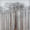 Γιώργος Αυγέρος, Δάσος, κατασκευή, μέταλλο, κάρβουνο σε διαφάνεια, 94 x 94 εκ.