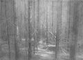 Γιώργος Αυγέρος, Δάσος, κατασκευή, πλέξιγκλας, κάρβουνο σε διαφάνεια, 72 x 95 εκ.