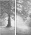 Γιώργος Αυγέρος, Δέντρο με πουλιά, 2015, λάδια, κάρβουνο σε διαφάνεια, 213 x 186 εκ.