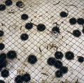 Lydia Dambassina, Untitled, 2000, installation detail, 5,000 surgical gloves, metal bed, sea water, live sea-urchins, motor